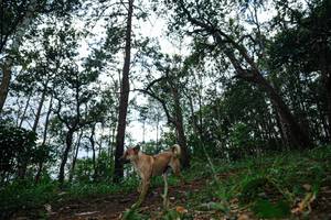 BIB: 
                            <button type="button" onclick="openModal(22569725)" class="btn btn-primary btn-sm float-right btn-popup" data-toggle="modal" data-target=".modal-high-quality">
                        <i class="fas fa-shopping-cart"></i> Add to Cart
                    </button>
                                            <button type="button" onclick="isThisMe(22569725, true)" class="btn btn-success btn-sm float-right btn-popup btn-isme hidden" data-toggle="tooltip" data-placement="bottom" title="นี่คือรูปของคุณใช่ไหม คลิกที่นี่เพื่อเอาเข้าอัลบั้ม">
                        <i class="fas fa-plus"></i> Add to album
                    </button>
                    <button type="button" onclick="isThisMe(22569725, false)" class="btn btn-warning btn-sm float-right btn-popup btn-isnotme hidden">
                        <i class="fas fa-ban"></i> Remove from album
                    </button>